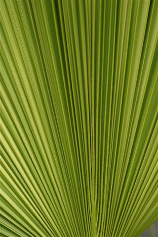 پالم فن چینی